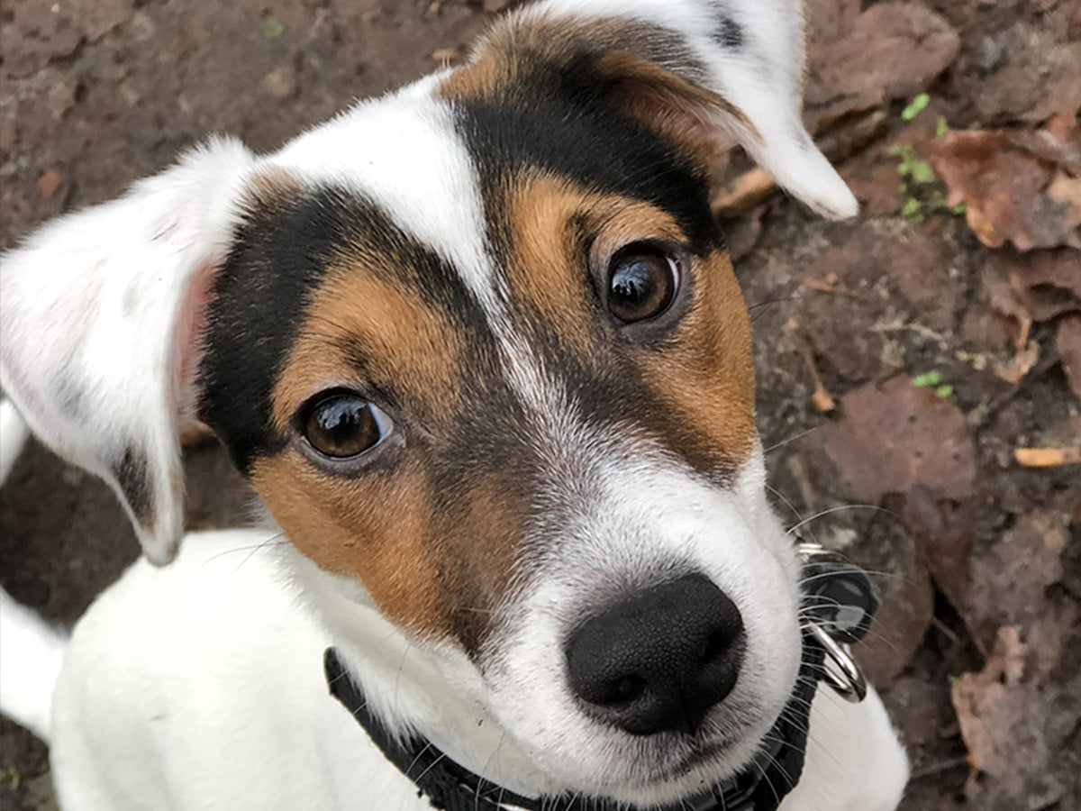 Nahaufnahme eines jungen Hundes mit aufmerksamem Blick, der freundlich in die Kamera schaut.