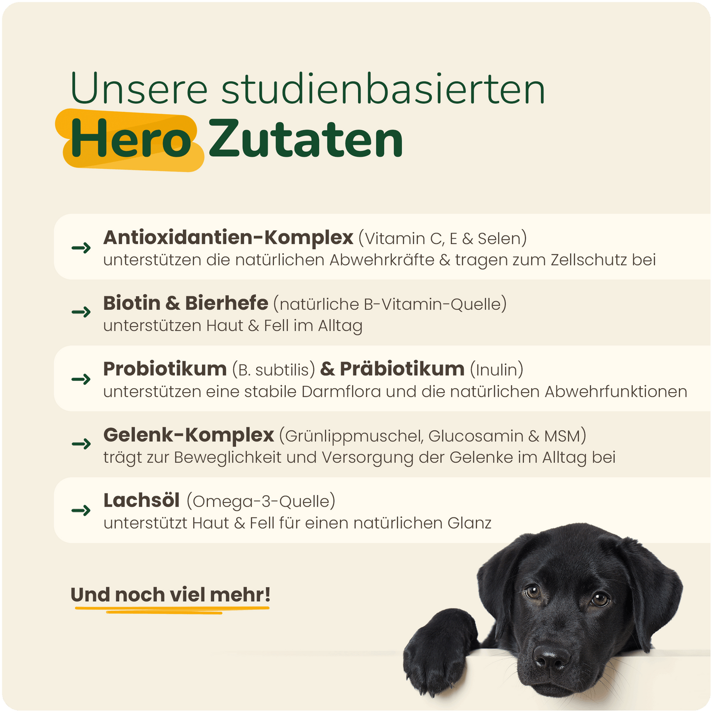 16 in 1 Daily Support - Hundesupplement